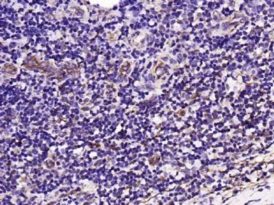 Integrin Alpha 6 Monoclonal Antibody