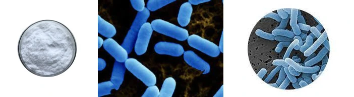 Lactobacillus paracasei