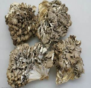 Maiitake Mushroom Extract 30% Polysaccharides for Functional Food