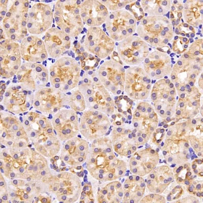 Биологическое мышиное первичное рекомбинантное антитело против Gapdh MAb