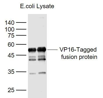 Поликлональное антитело с меткой Vp16